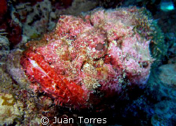 Scorpion Fish, in Vieques, Puerto Rico.   by Juan Torres 